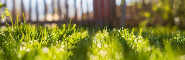 Natural strong blurry panorama background of green grass blades close up in the countryside Pastoral scenery Selective focusing on foreground