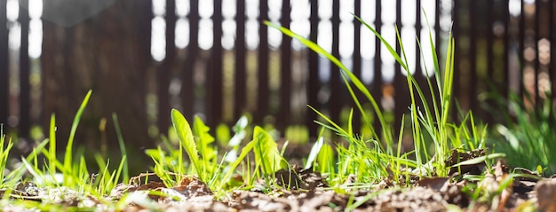 Natural strong blurry panorama background of green grass blades close up in the countryside Pastoral scenery Selective focusing on foreground