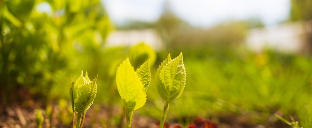 Natural strong blurry panorama background of young flower sprouts in the countryside that have just sprouted in the soil Pastoral scenery Selective focusing on foreground with copyspace