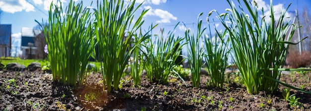 Natural strong blurry panorama background of young flower sprouts in the countryside that have just sprouted in the soil Pastoral scenery Selective focusing on foreground