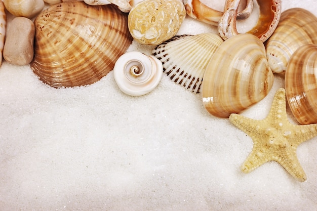 Natural summer background with sea shells and star close up on fine white sand. 