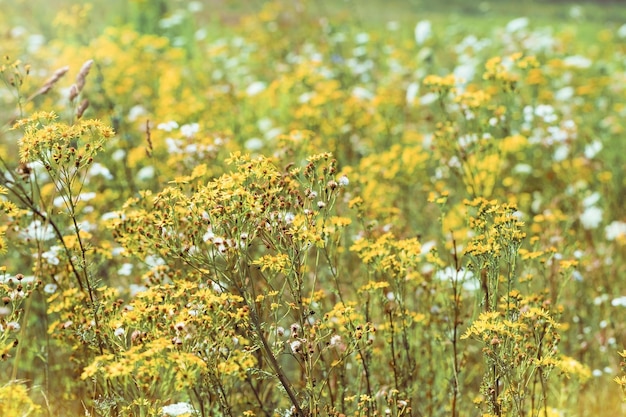 Natural summer grasses and wildflowers meadow herbs and field bloom plants wild blossom