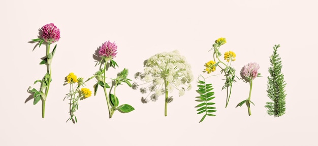 Natural summer herbs in row set blossoming wild flowers field clover umbrella flower Heracleum