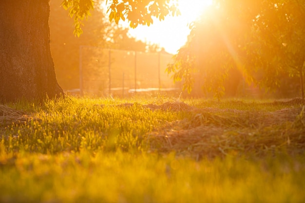 Photo natural sun rays in the garden at sunset sun beams behind the tree in the park