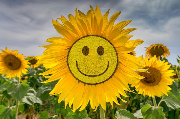 Photo natural sunflower on green grass background