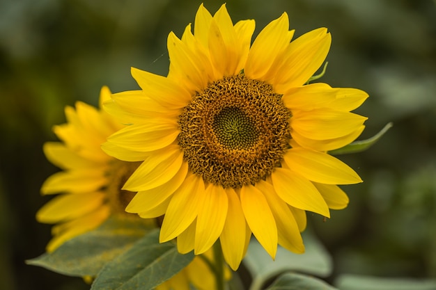 Natural sunflower growing in field background