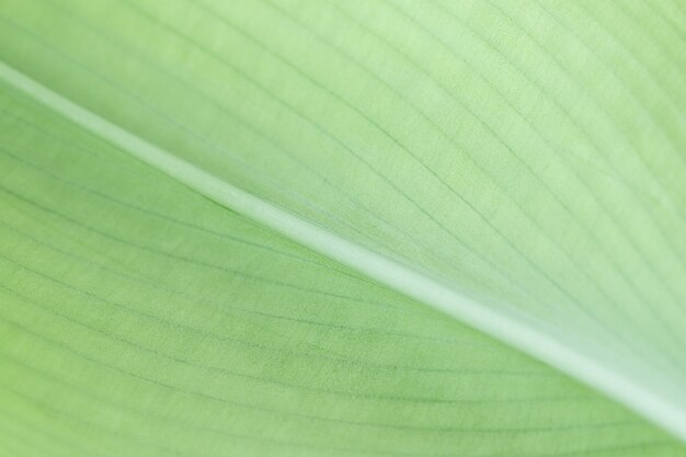 Photo natural surface of green leaf  structure