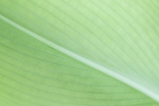 Natural surface of green leaf  structure