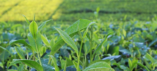 Photo natural tea garden