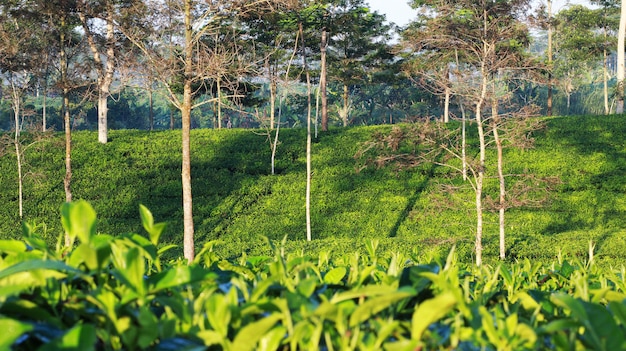 Foto giardino del tè naturale