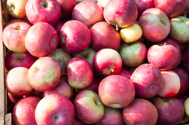 Natural texture. Apples fruits background texture. Apple harvest concept. Organic fruits backdrop. Healthy nutrition concept. Fruit and vitamin. Fall apples harvest. Red apples gathered as harvest.