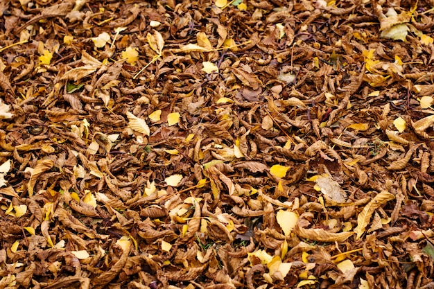 Natural texture of fallen chestnut autumn leaves.