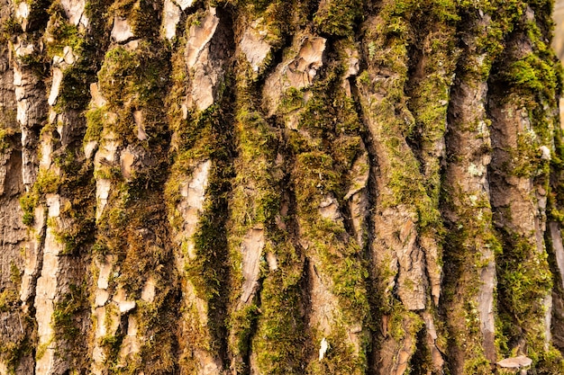 Natural, texture of red oak tree bark.