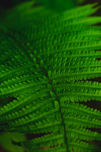 Natural texture of wet fern leaves on a dark background.