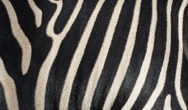 Natural texture of the zebra skin