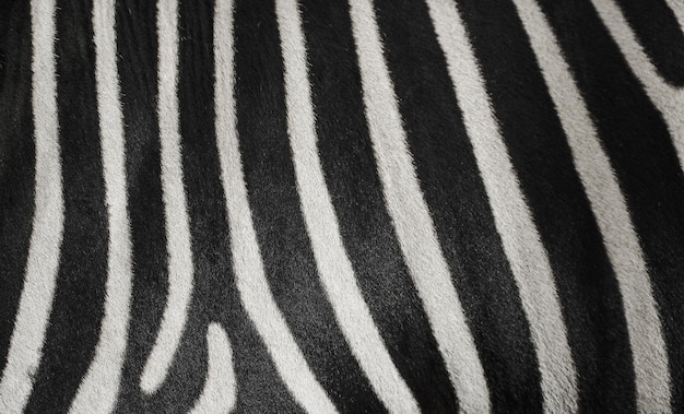 Natural texture of the zebra skin