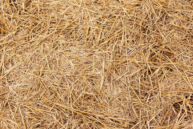 Natural textured abstract background of dry haystack.