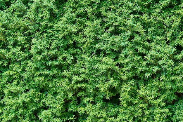 緑の観賞用草や抽象的な形の葉を持つ植物の自然な質感の背景