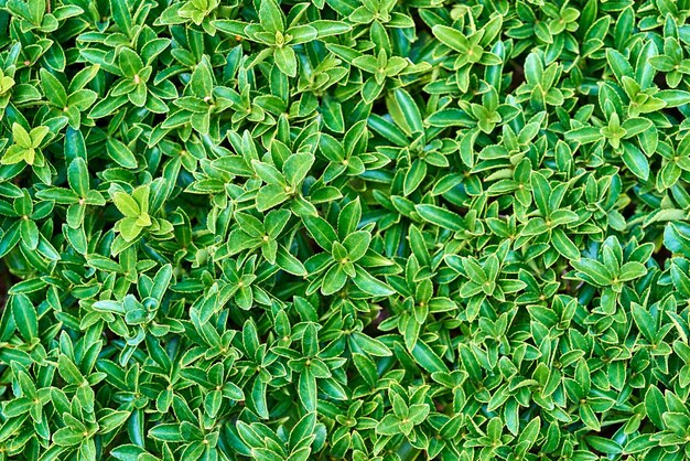 Natural textured background of green ornamental grass or plants with leaves of abstract shape