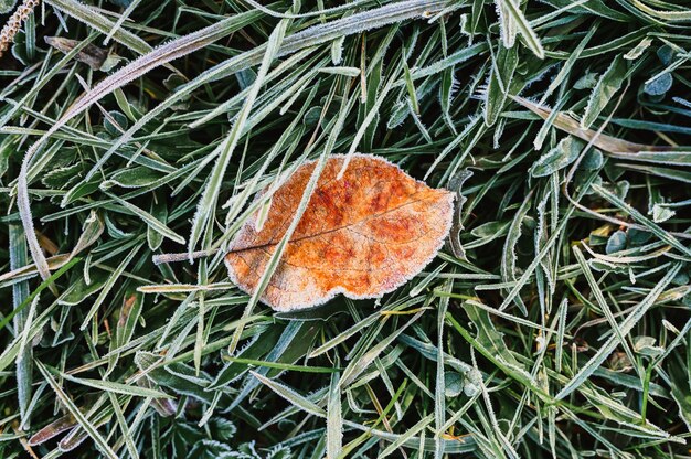 Natural textured background with single falled red orange apple leaf in green grass with white cold frost crystals on a frosty early autumn morning. top view