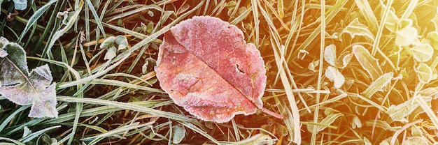 凍るような初秋の朝に白い冷たい霜の結晶と緑の草の単一の落ちた赤オレンジ色のリンゴの醜い葉を持つ自然な質感の背景。上面図。バナー。フレア