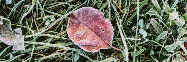 Natural textured background with single falled red orange apple ugly leaf in green grass with white cold frost crystals on a frosty early autumn morning. top view. banner