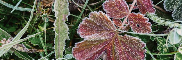 Natural textured background with single falled red orange ugly leaf in green grass with white cold frost crystals on a frosty early autumn morning. top view. banner