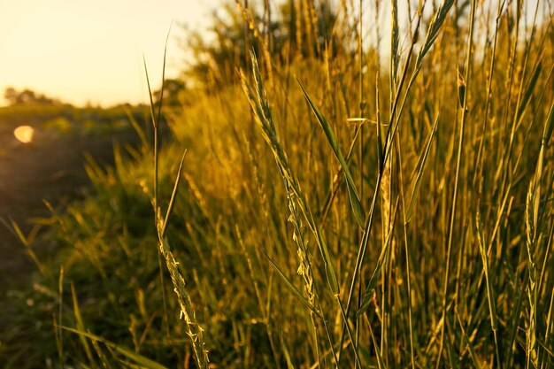 自然のテーマフィールドに沈む夕日の黄金の小穂雑草の雑木林