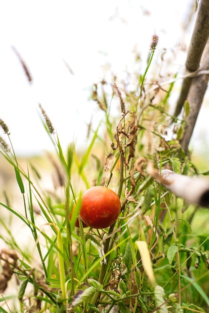 Natural tomatoes on your plantation