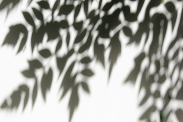 natural tree leaves shadow creating patterns on white wall