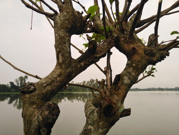 Natural tree photography