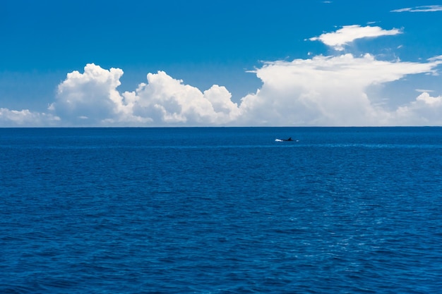 自然な熱帯の青い海と空の背景。イルカの尾、海景。エコロジーオーシャンビュー