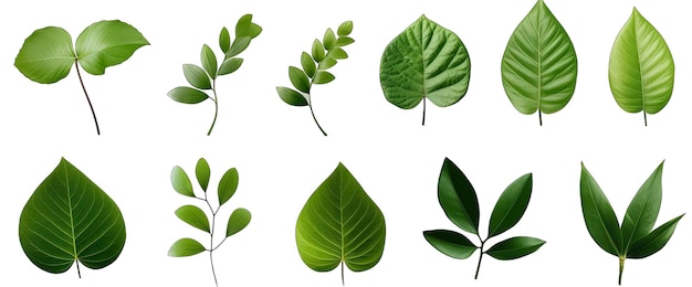 Natural tropical green leaves set isolated on transparent png background different botanical plants