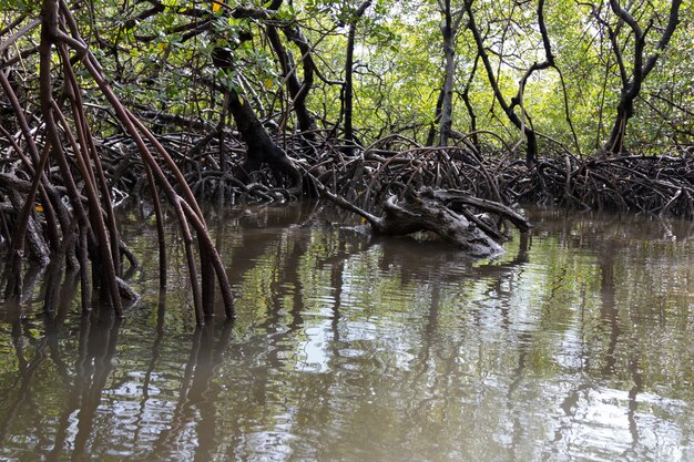 Mangrovia tropicale naturale con radici.