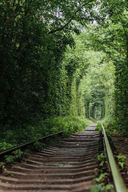 Natural tunnel of love emerging from the trees