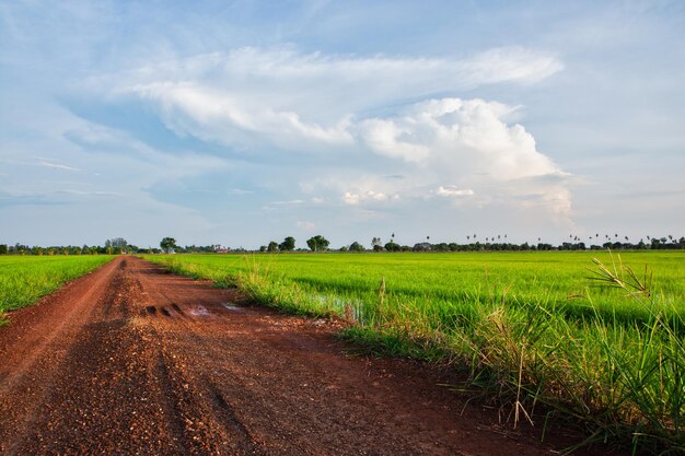 Natural view of rice field with bright sky