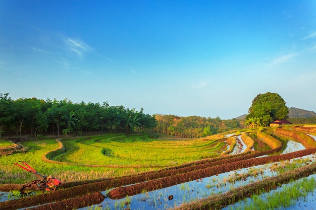 朝の棚田と日の出の太陽の自然の景色