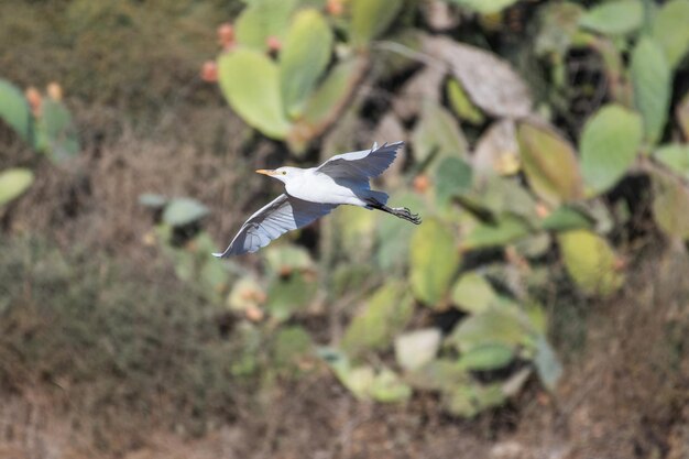 Natural view of a small egret flying over the meadow