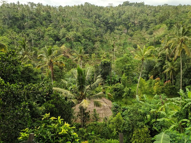 Natural view of Ubud in Bali