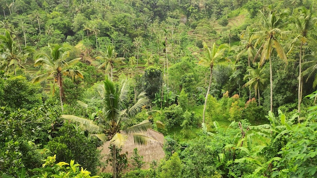 Natural view of Ubud in Bali