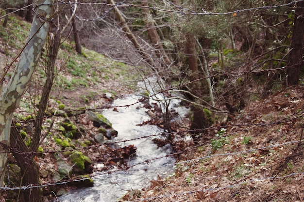 A natural view with natural water source flowing through the mossy stones and trees