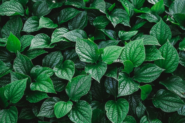 Natural wall of green leaves