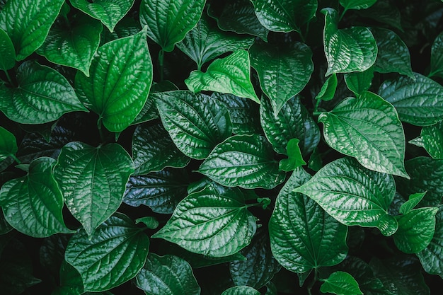 Natural wall of green leaves