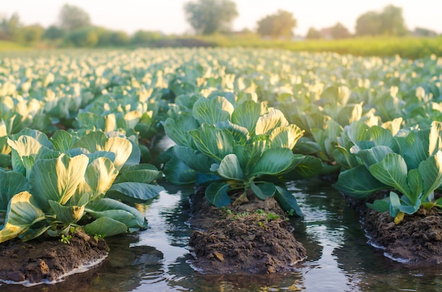 Irrigazione naturale delle colture agricole