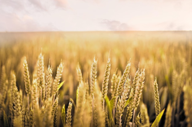 Natural wheat photo