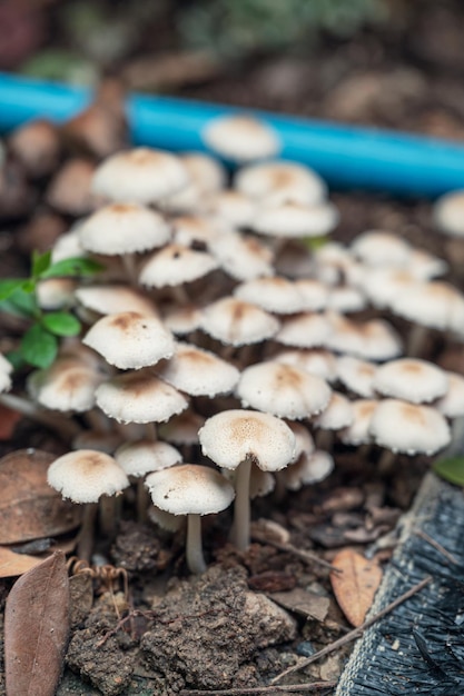 Natural white mushroom fungi on the floor