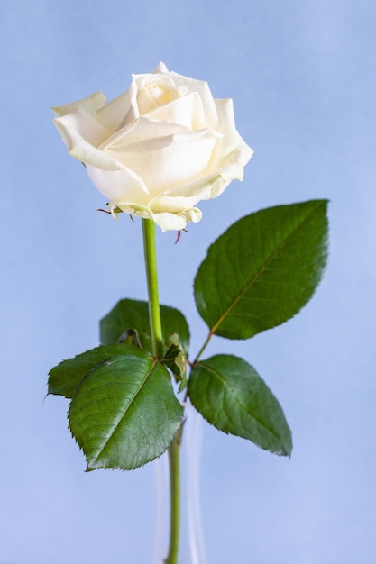 Natural white rose on pale violet background