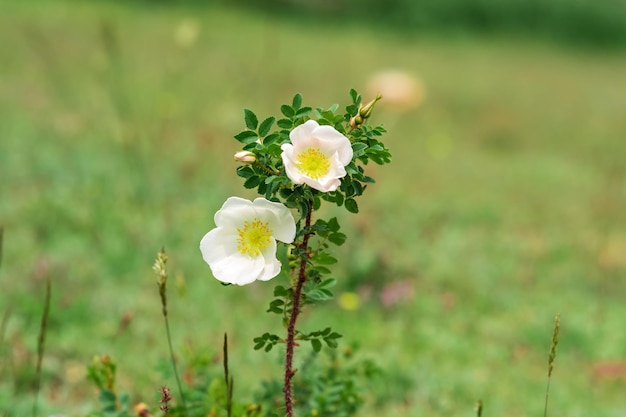 Natural white rosehip flowers on a blurred background