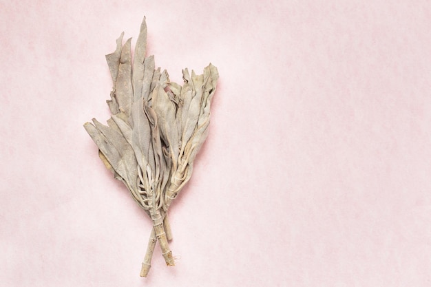 Natural white sage branches on a pink background concept of purification harmony and spiritual