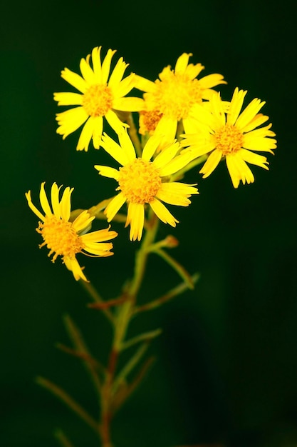 Natural and wild flowers - Dandelion.